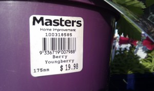 Youngberry plants for sale in a hardware store